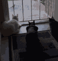 猫咪 狗狗 惊吓 搞笑