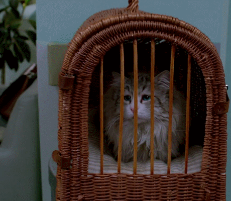 猫咪 笼子 可怜 我想出去玩