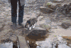 小猫 行走 过河