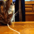 喵星人 可爱 萌宠 猫咪