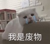萌宠 猫星人 我是废物 我没用 委屈 难受