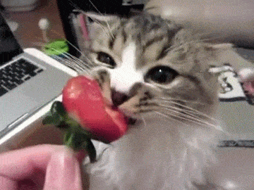 猫咪 吃草莓 好吃 可爱