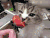 猫咪 吃草莓 好吃 可爱