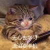 萌宠 喵星人 无心学习 流泪耍手机 可爱 呆萌