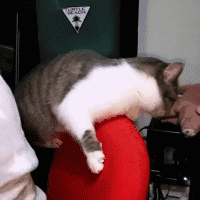 猫猫 卖萌 滑稽 可爱