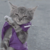 萌宠 猫 猫咪 空白表情DIY 空白表情