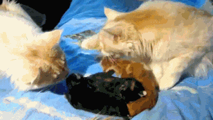 猫咪 幼崽 犯贱 攻击