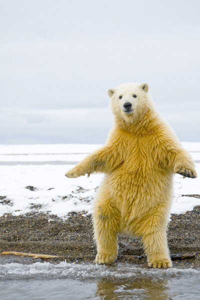 熊 跳舞