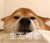 萌宠 汪星人 生无可恋 了无生趣 搞怪 呆萌 可爱