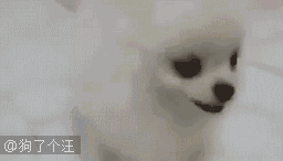 汪星人 愛鬧 可愛 好玩