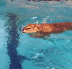 狮子 霸气 游泳 拥抱