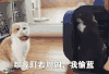 搞笑 萌宠 猫 喵星人 王者荣耀