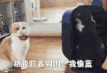 搞笑 萌宠 猫 喵星人 王者荣耀