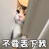 猫 萌宠 喵星人 猫咪 不要丢下我 soogif soogif出品
