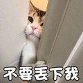 猫 萌宠 喵星人 猫咪 不要丢下我 soogif soogif出品