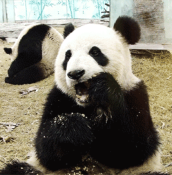 熊猫 国宝 吃东西 可爱