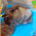 汪星人 可爱 萌宠 狗狗 二哈