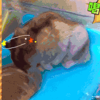汪星人 可爱 萌宠 狗狗 二哈