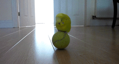 平衡  鹦鹉   互动   球