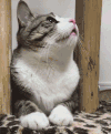 猫咪 喵星人 搞笑 可爱 淘气