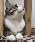 猫咪 喵星人 搞笑 可爱 淘气