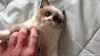 猫咪 挠痒痒 可爱 手指