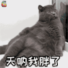 萌宠 猫 喵星人 天呐我胖了 soogif soogif出品