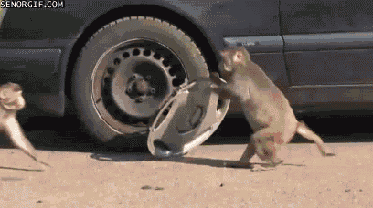 动物 汽车 猴子 偷窃