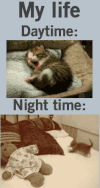 小猫 困倦 睡觉 呆萌