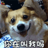 萌宠 狗 汪星人 你在叫我吗 soogif soogif出品