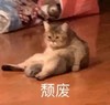 萌宠 猫星人 颓废 难受 呆萌 可爱