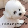 萌宠 汪星人 你这绿茶劲是从哪学的 好奇 呆萌 可爱