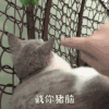萌宠 猫星人 搞怪 沙雕 逗