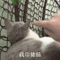 萌宠 猫星人 搞怪 沙雕 逗