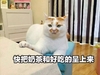萌宠 喵星人 奶茶 好吃的 呆萌 搞怪