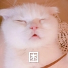 萌宠 喵星人 困 我想睡觉 憨憨 可爱