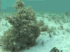 海底 生物 章鱼 隐身