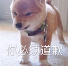 萌宠 汪星人 你必须道歉 我生气了 搞怪 逗