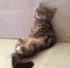 猫咪 喵星人 熟睡 搞笑 可爱