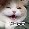 萌宠 喵星人 敲里来来 生气 搞怪 逗