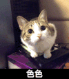 色色 猫咪 动耳朵 大眼睛