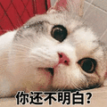 明白 猫