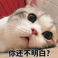 萌宠 明白 猫 搞怪 逗