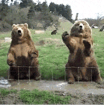你好呀 打招呼 熊