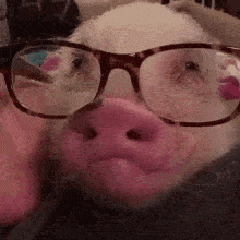 猪猪 眼镜 可爱 搞笑