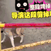 汪星人 惊吓 后退