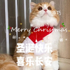 萌宠 猫星人 乖巧 圣诞快乐 呆萌 可爱