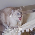 你放屁  生气  发怒  猫咪 张大嘴