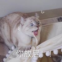 你放屁 生气 发怒 猫咪 张大嘴