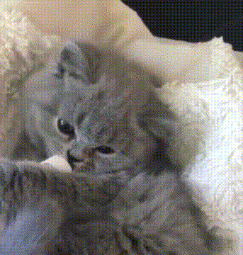 猫咪 喵星人 可爱 萌宠 搞笑